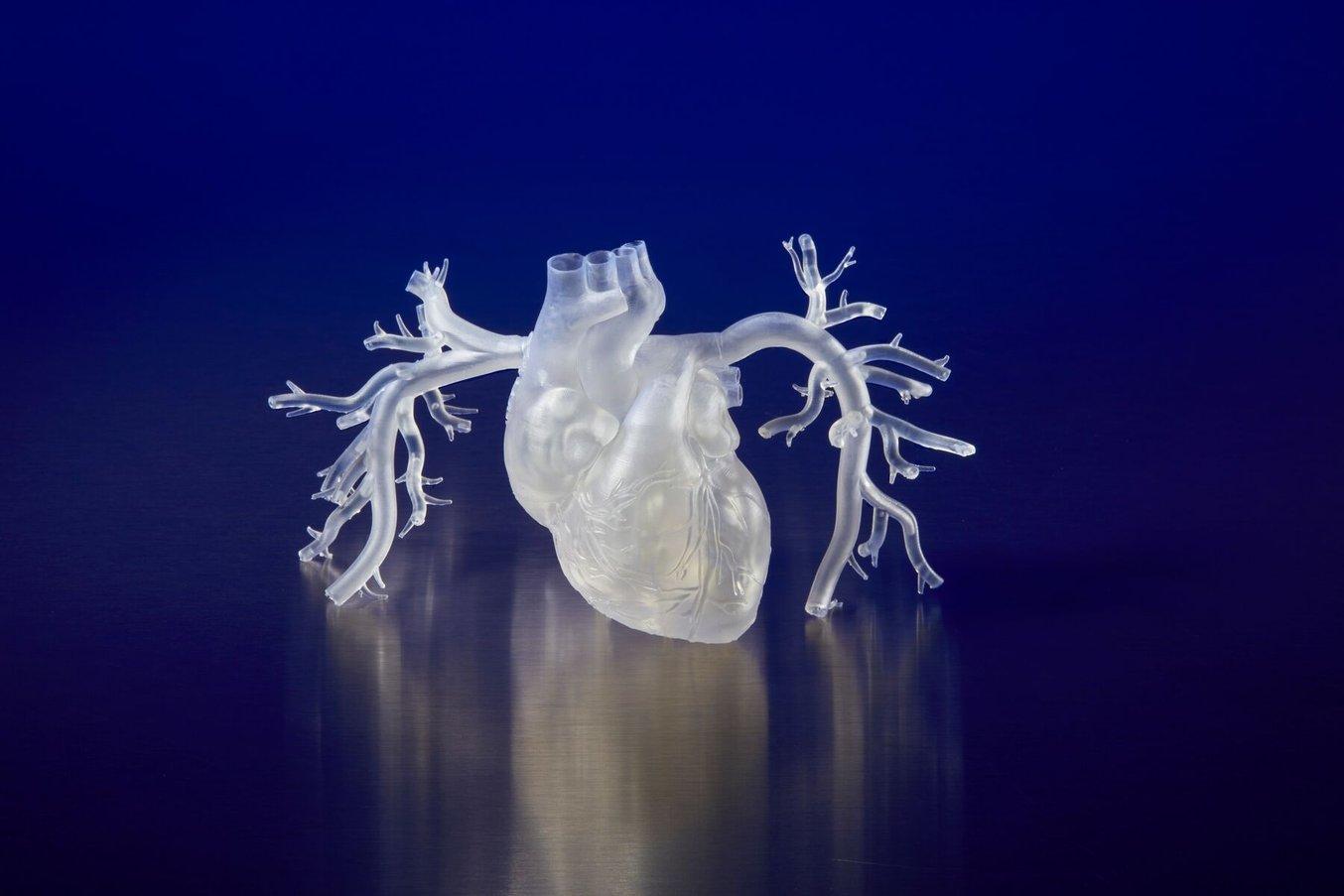 Elastic 50A Resin 3D 打印心脏模型