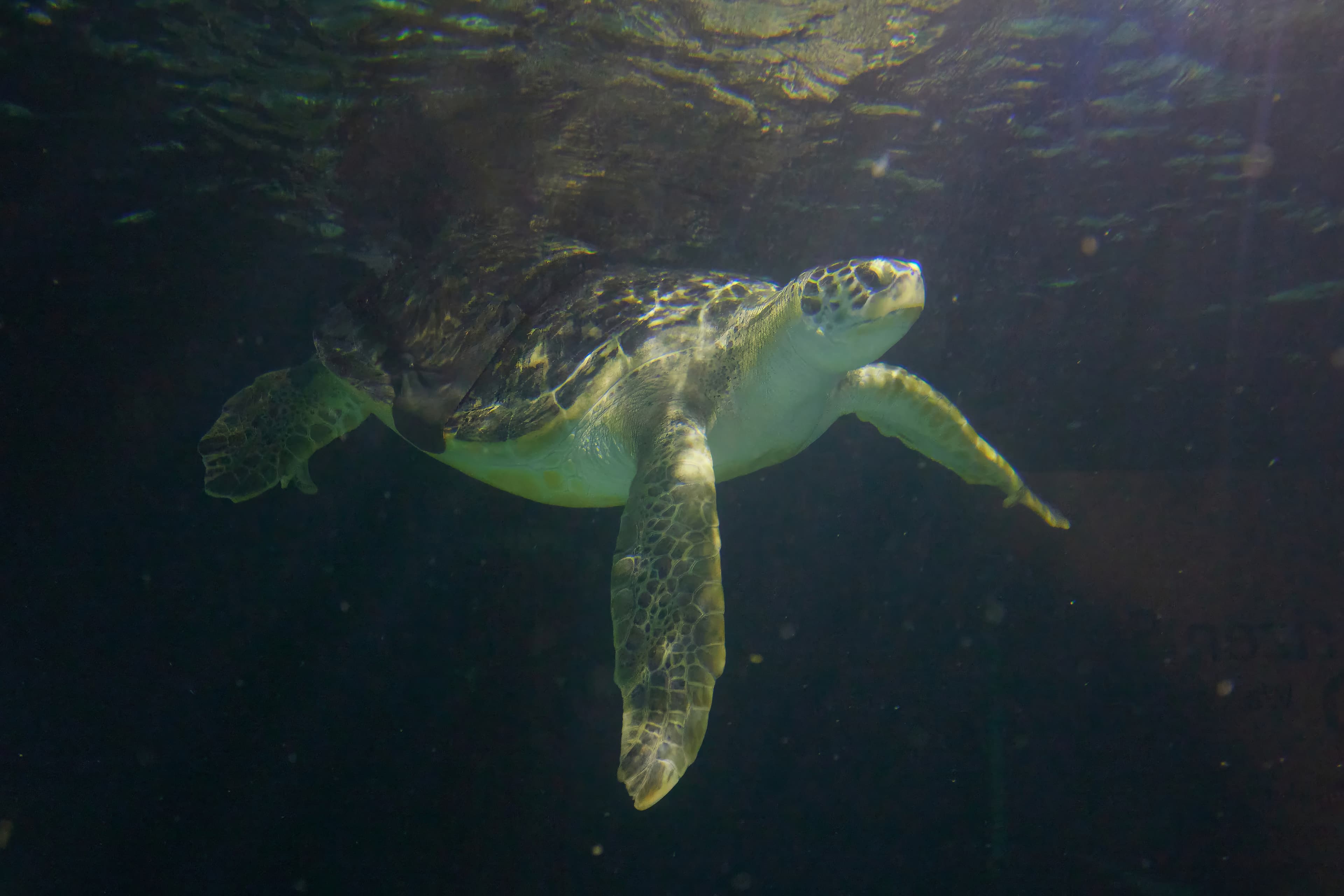 Rettung für Charlotte: Wie 3D-Druck Meeresschildkröten mit Schwimmproblemen hilft
