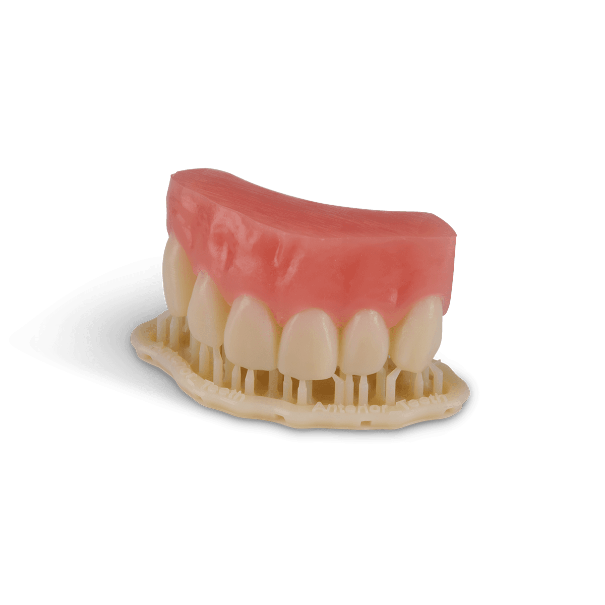 Denture Base and Tooth Segment
