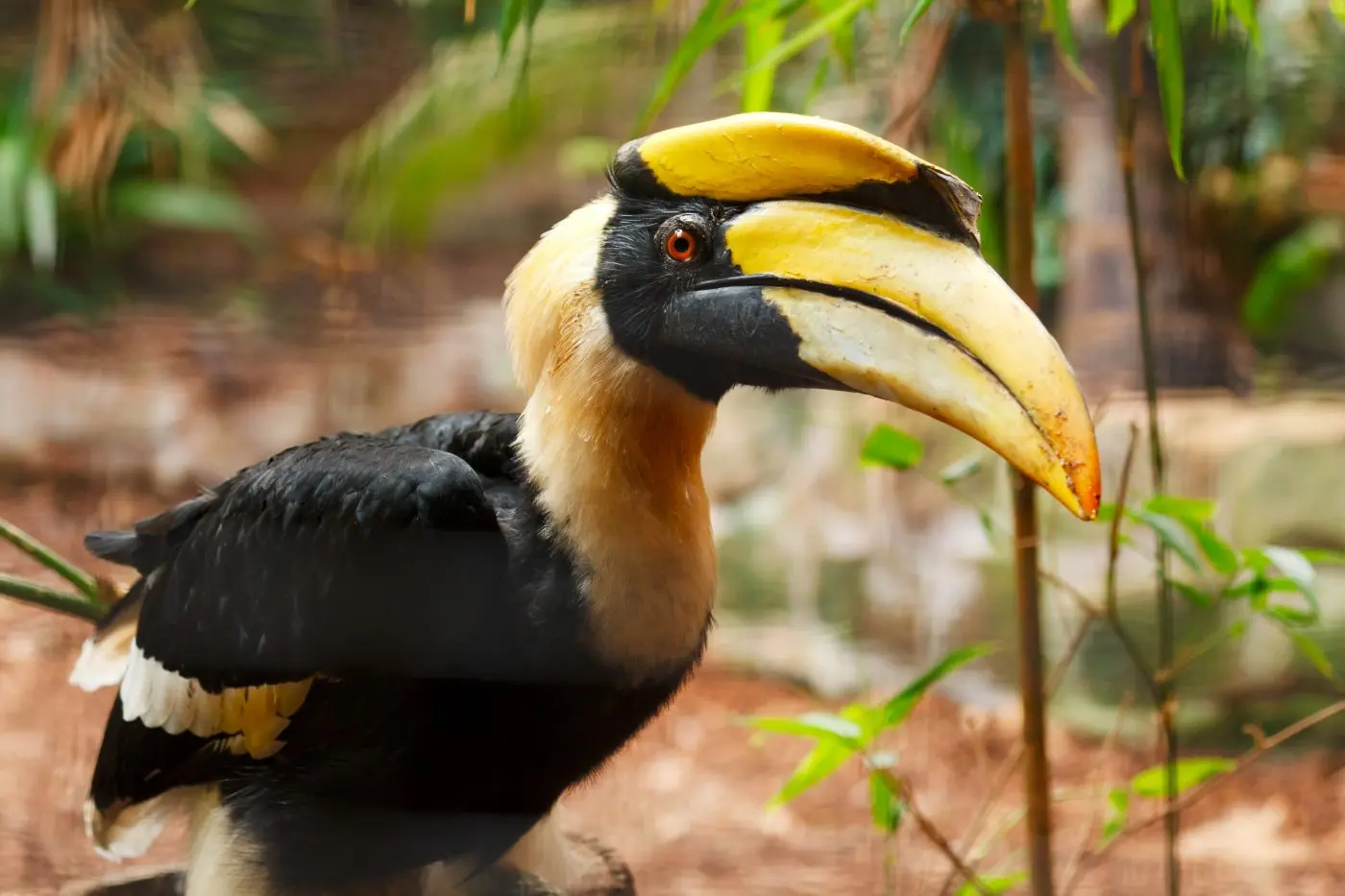 Great hornbill fitted with a BioMed White Resin prosthetic casque