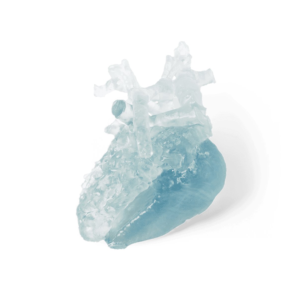 Cardiac model printed using BioMed Flex 80A Resin.