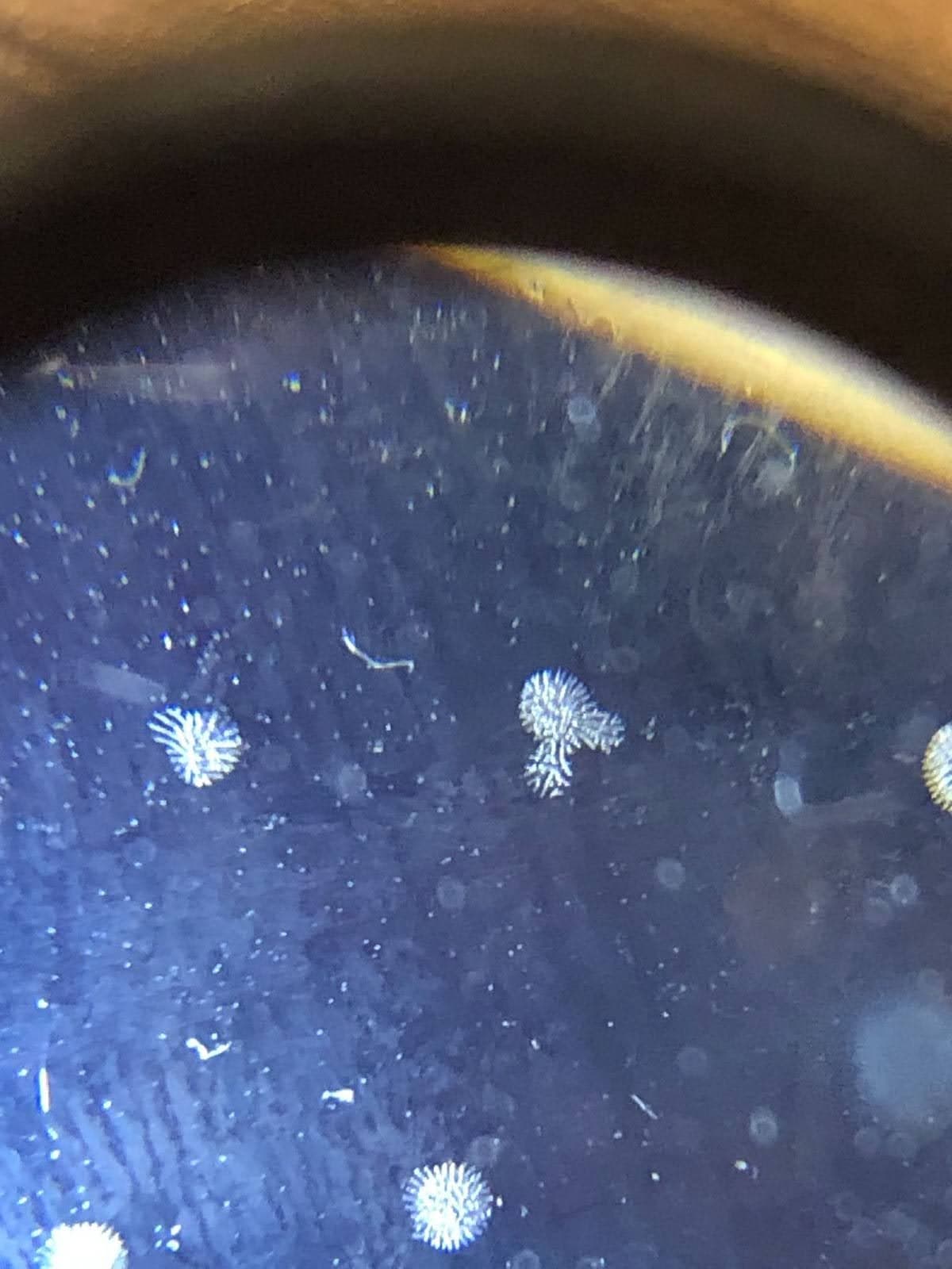 Example of film cavitation