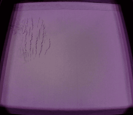 PrinterWatch bed tearing 1