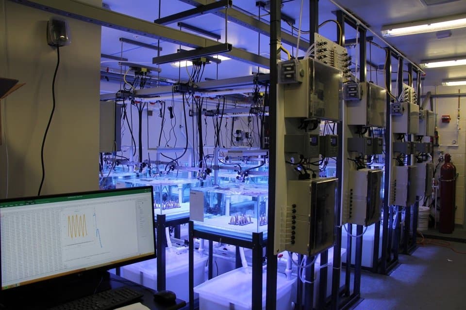 Multiple glass tanks of water are wired to equipment that monitor conditions.