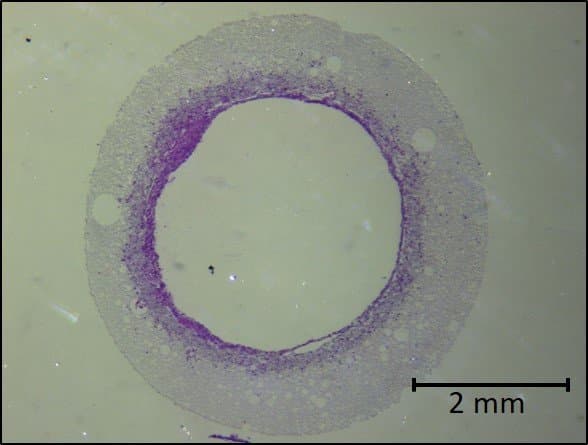 Coupe transversale d'échafaudage après ensemencement de cellules et culture pendant 7 jours. Les cellules sont ensemencées à l'intérieur de l'échafaudage et vont se développer dans la structure poreuse. Au fil du temps, elles vont remplir tout le volume.