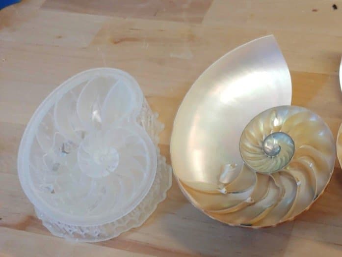 forma nautiloide