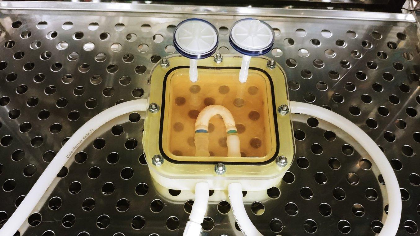 3D-gedruckte Bioreaktorkammer mit gezüchteter Miniatur-Aorta im Wachstum.