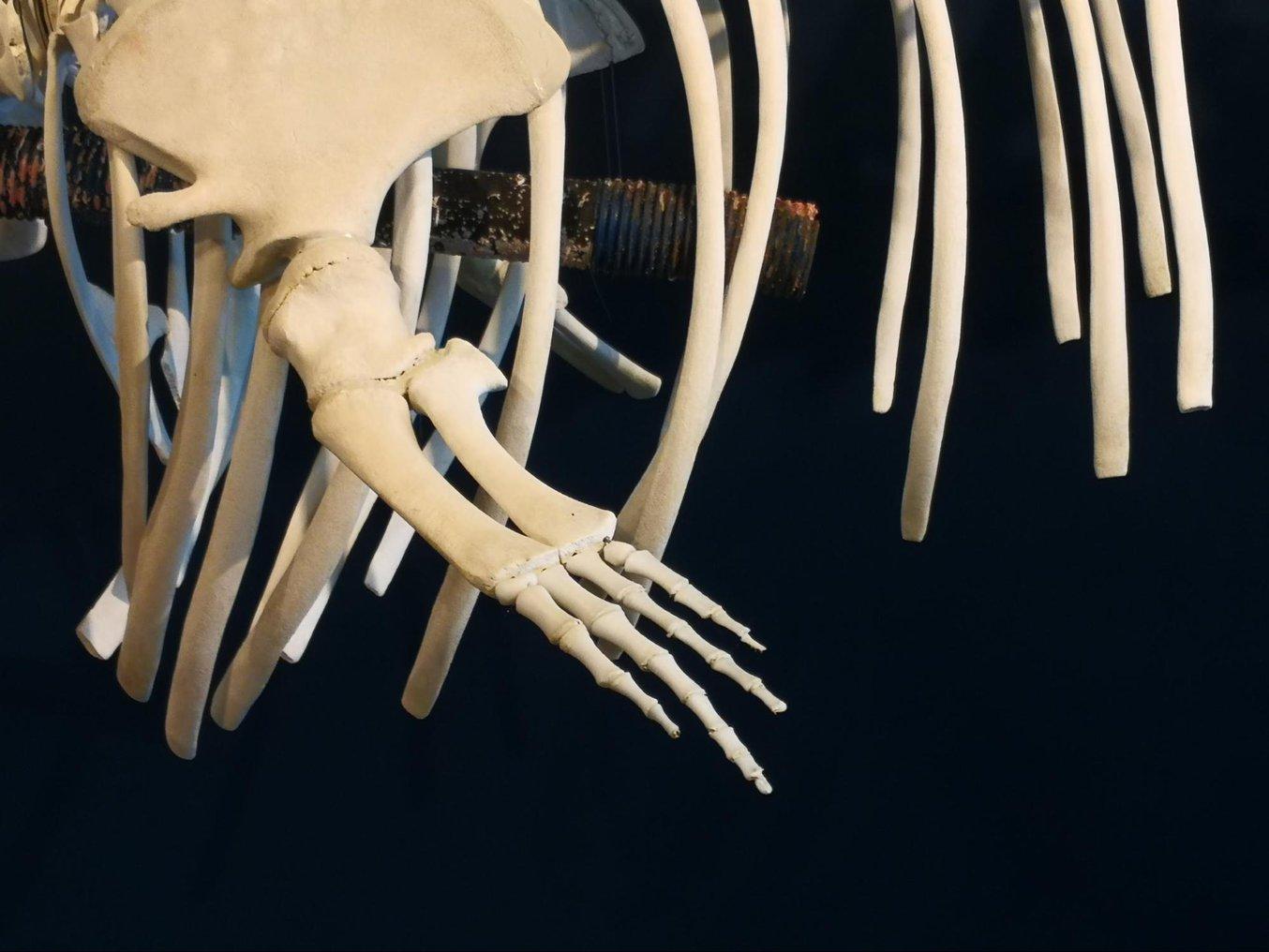 Die Knochen für die Flossen dieses Walskeletts wurden komplett mit 3D-Druck hergestellt.