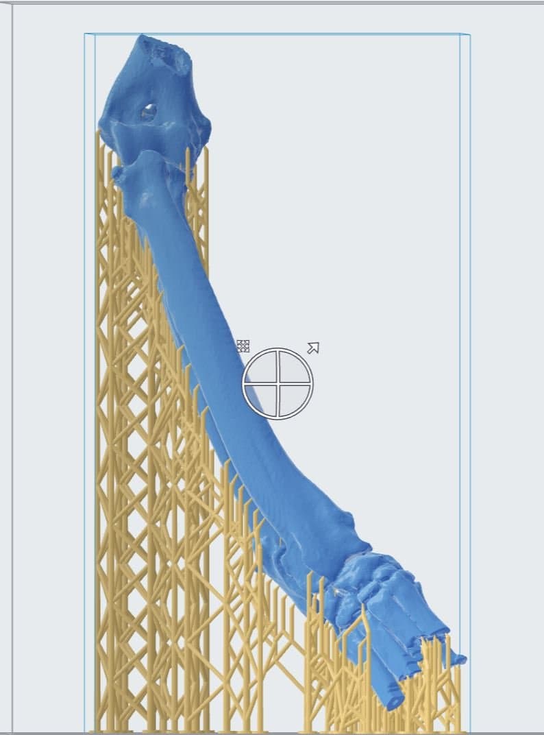 The model of Scooby's angular deformity in PreForm.