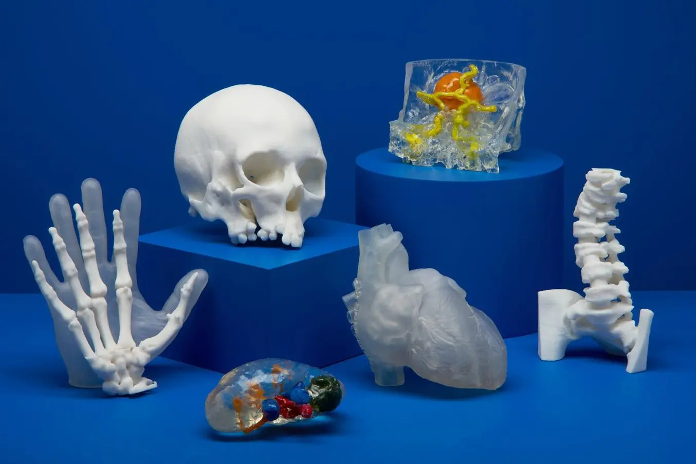 3d printed anatomical models