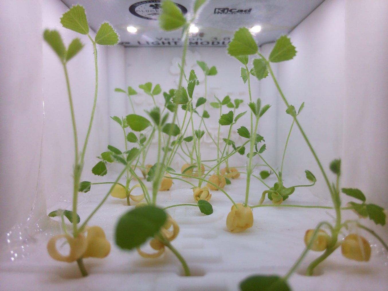 Kleepflanzen in der 3D-gedruckten Bio-Kammer des Studentenprojekts Glücksklee auf der internationalen Raumstation ISS