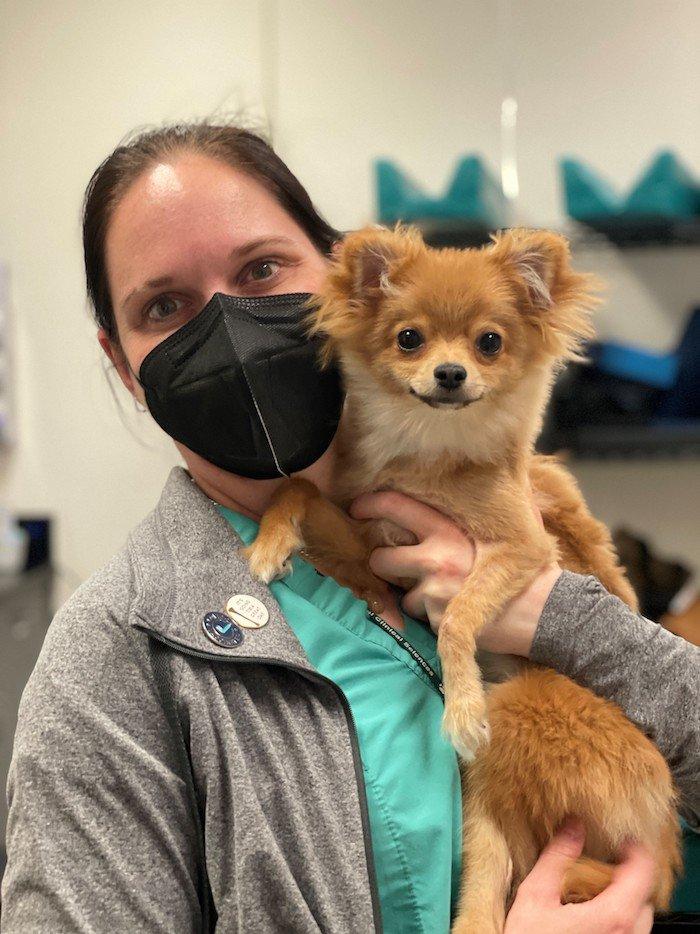 Otis, an MSU veterinary orthopedic patient, four weeks post-operation.