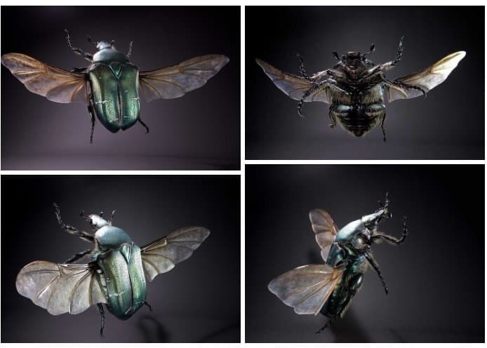 Four views of a hyper-realistic 3D printed and painted Flower Chafer.
