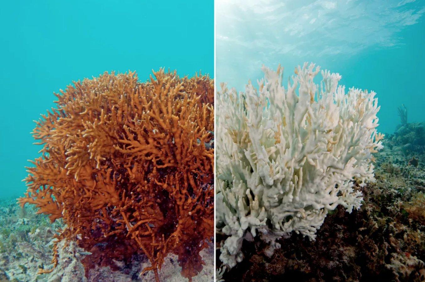 Eine Koralle vor und nach der Bleiche