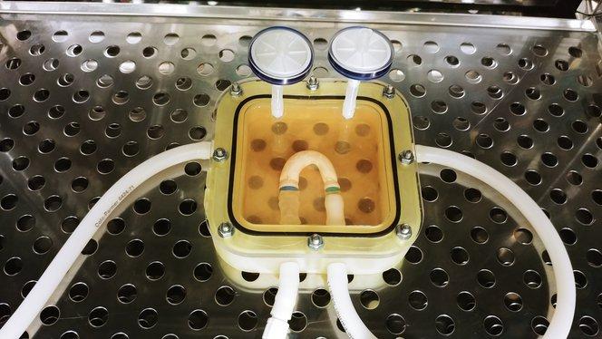 Eine 3D-gedruckte Biorekatorkammer, in der die gewebegezüchtete Aorta-Miniatur wächst. Das Gewebe wird im Bioreaktor kultiviert, um die mechanische und biologische Leistung des organischen Gewebes auszubilden.