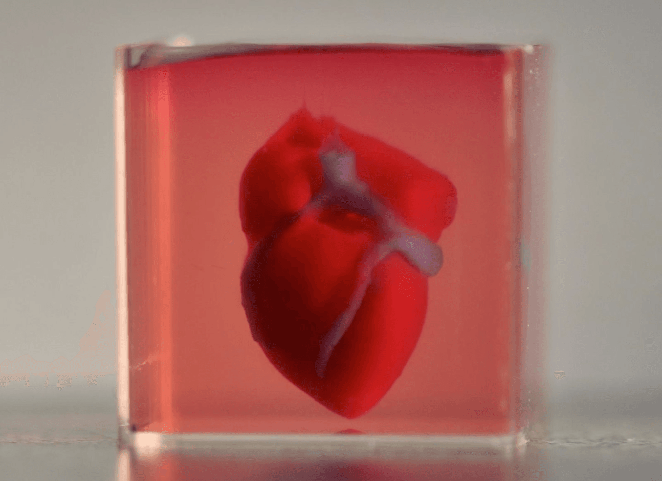 Il primo cuore biostampato in 3D, creato all'Università di Tel Aviv.