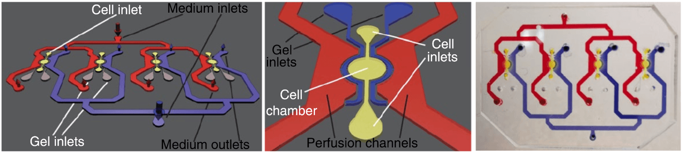 Il dispositivo per cultura di cellule microfluidiche basato su polidimetilsilossano (PDMS) sviluppato dagli scienziati del EPFL.