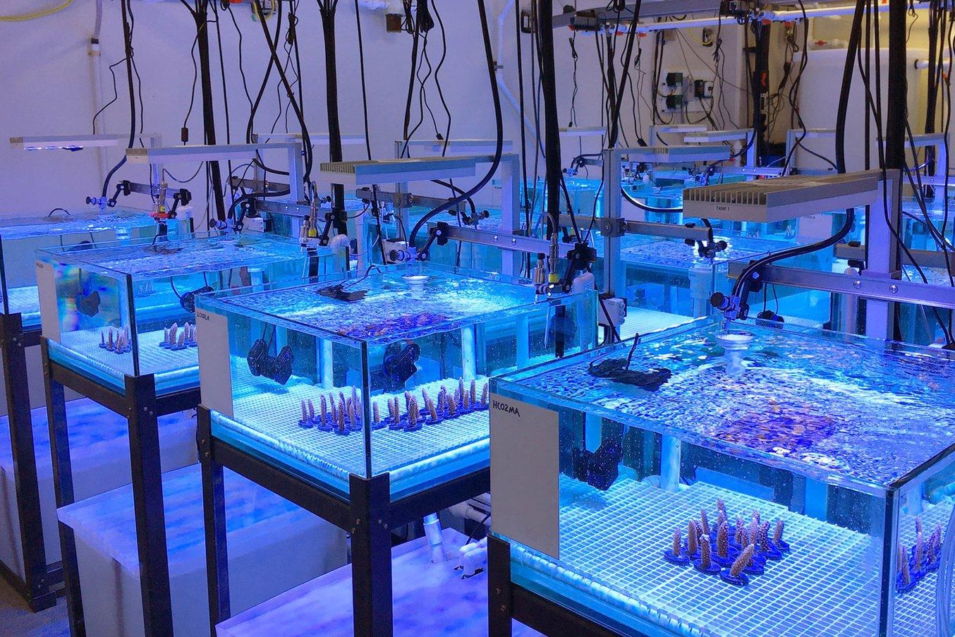 the NOAA experimental reef lab