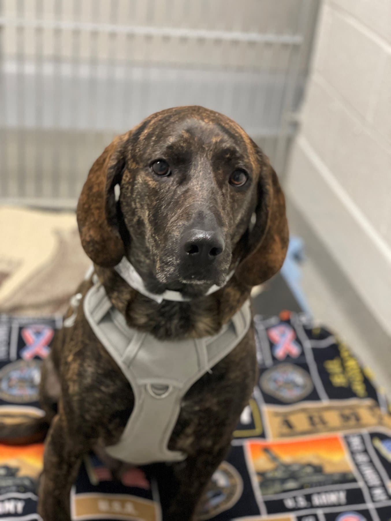 Scooby, an MSU veterinary orthopedic patient.