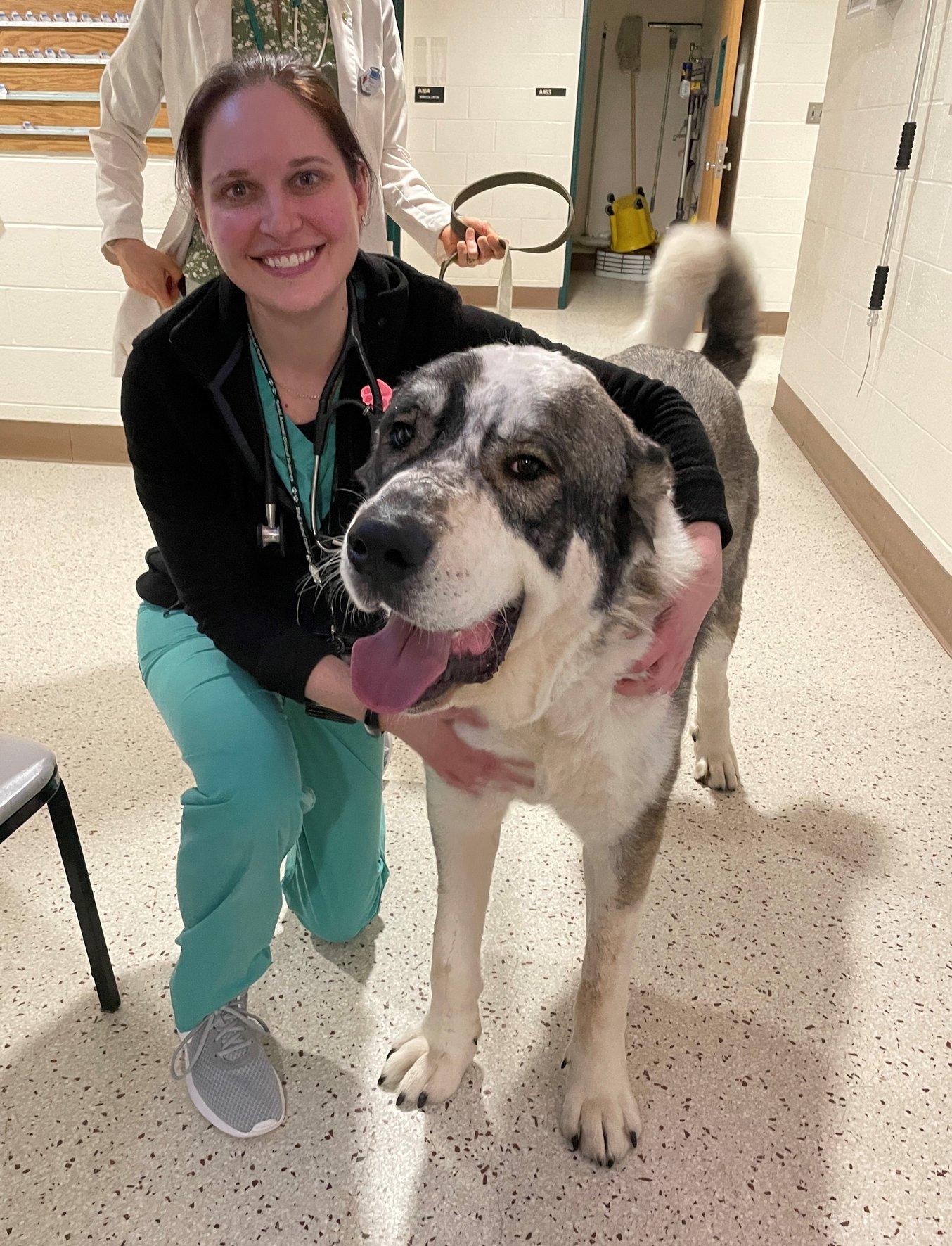 Caesar, an MSU veterinary orthopedic patient, during a checkup.