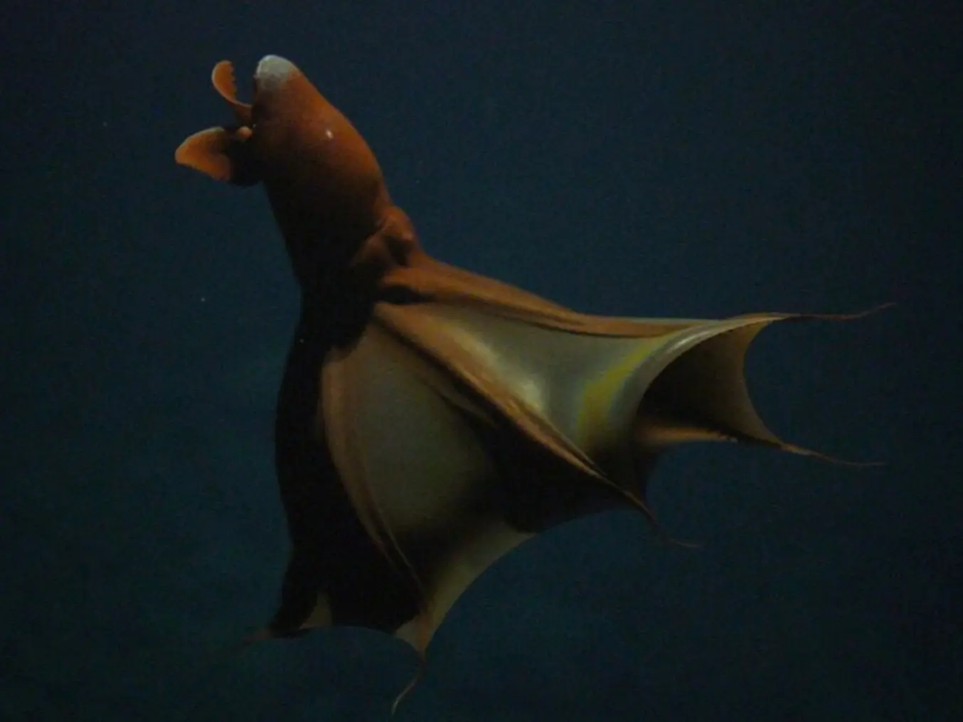 vampyroteuthis