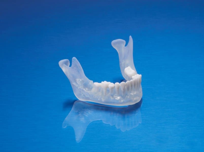 Mandible model