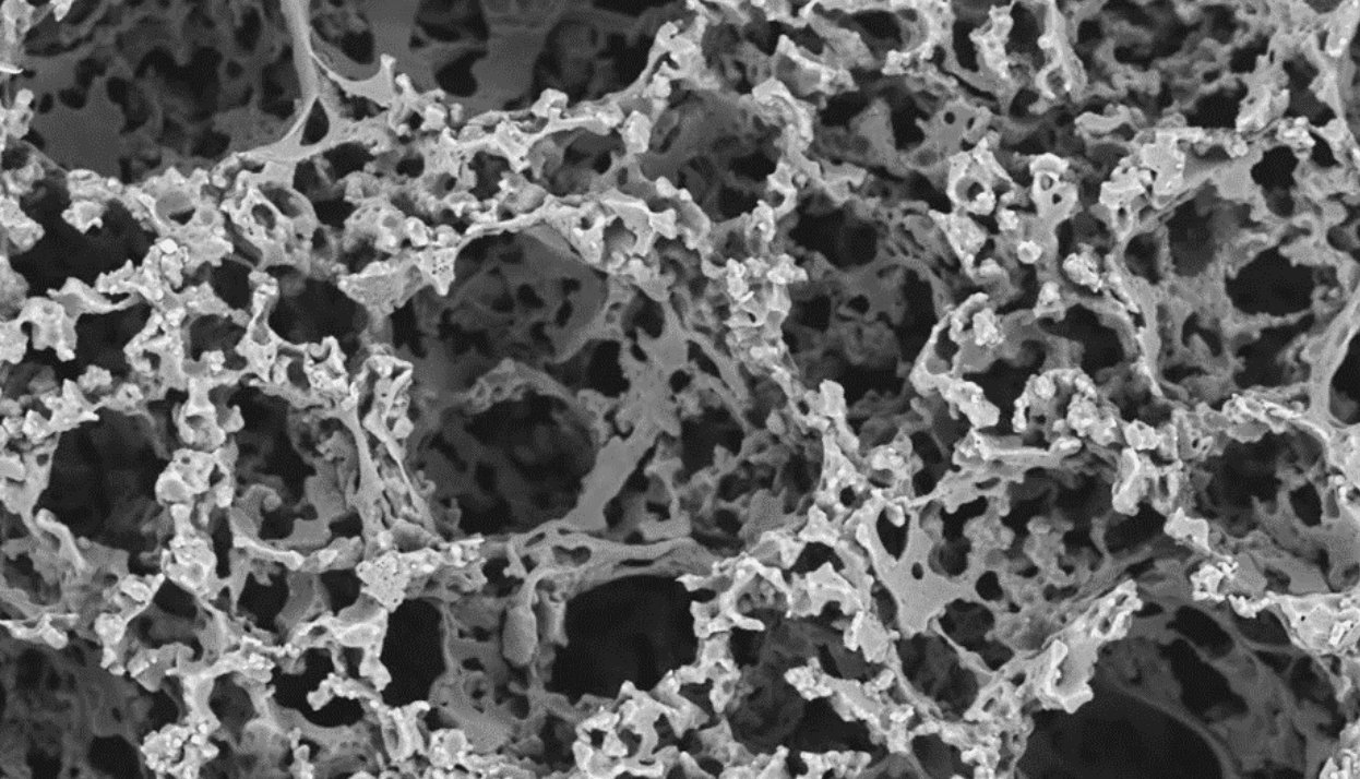 Porous Scaffold - Unter dem Elektronenmikroskop betrachtet, erscheinen die PGS-M-Gerüste hochporös.