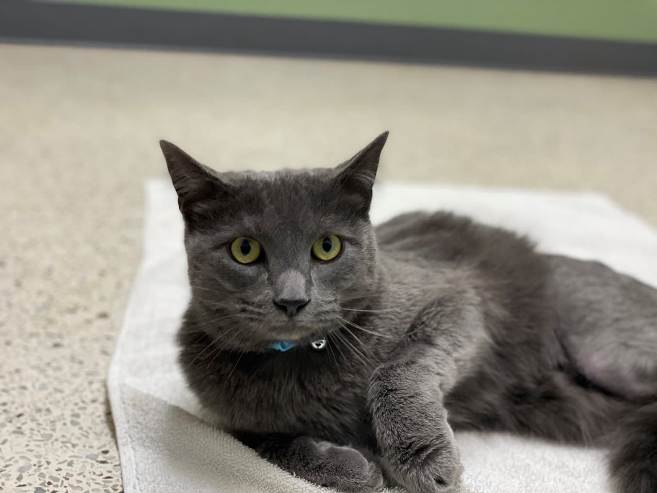 Thunder, un paciente de ortopedia veterinaria de la MSU, durante una revisión.