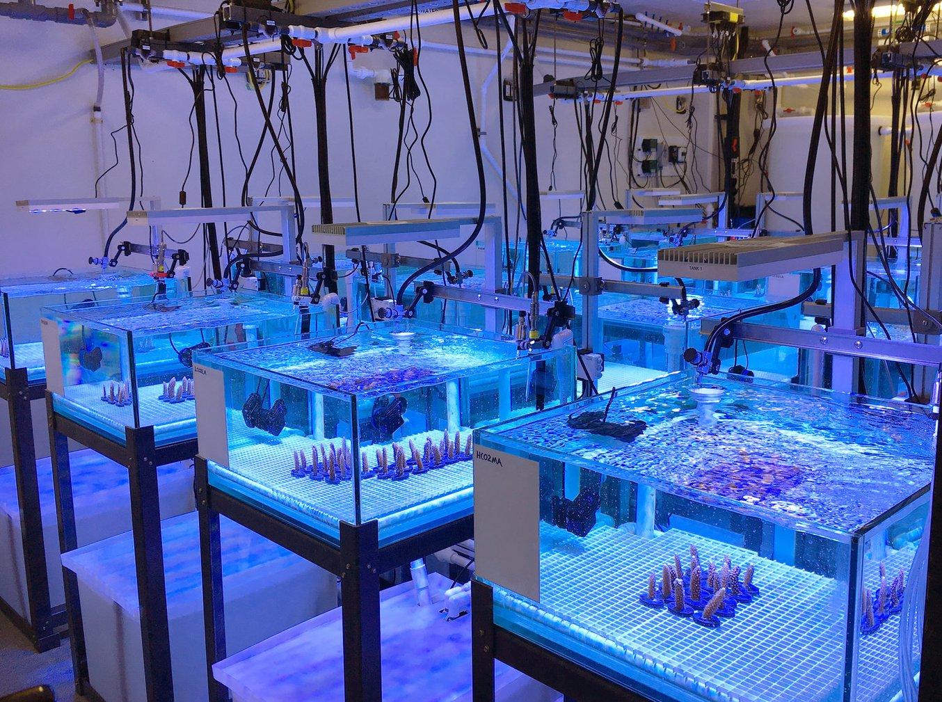 NOAA experimental reef lab