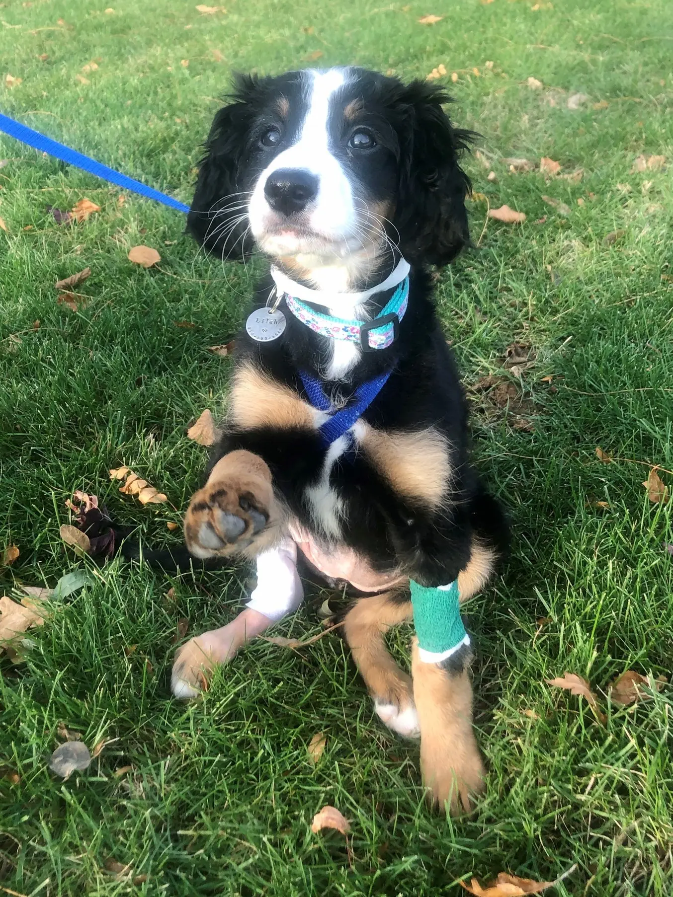 Lilah, an MSU veterinary orthopedic patient, being discharged.