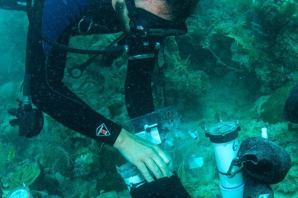 Ein Taucher installiert ein Unterwasser-Gerät zur Überwachung von Korallen